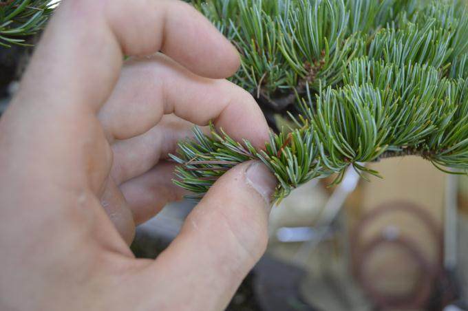 盆景帝国的高级课程回顾