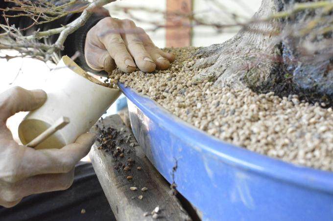 盆景帝国的高级课程回顾