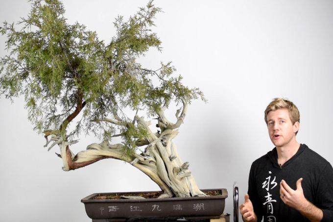 盆景帝国的高级课程回顾