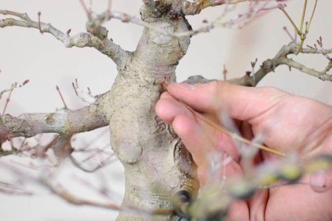 盆景帝国的高级课程回顾