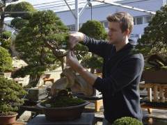 盆景帝国的高级课程回顾