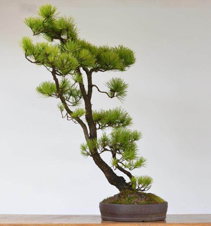 景观客房对岸松盆景的再访