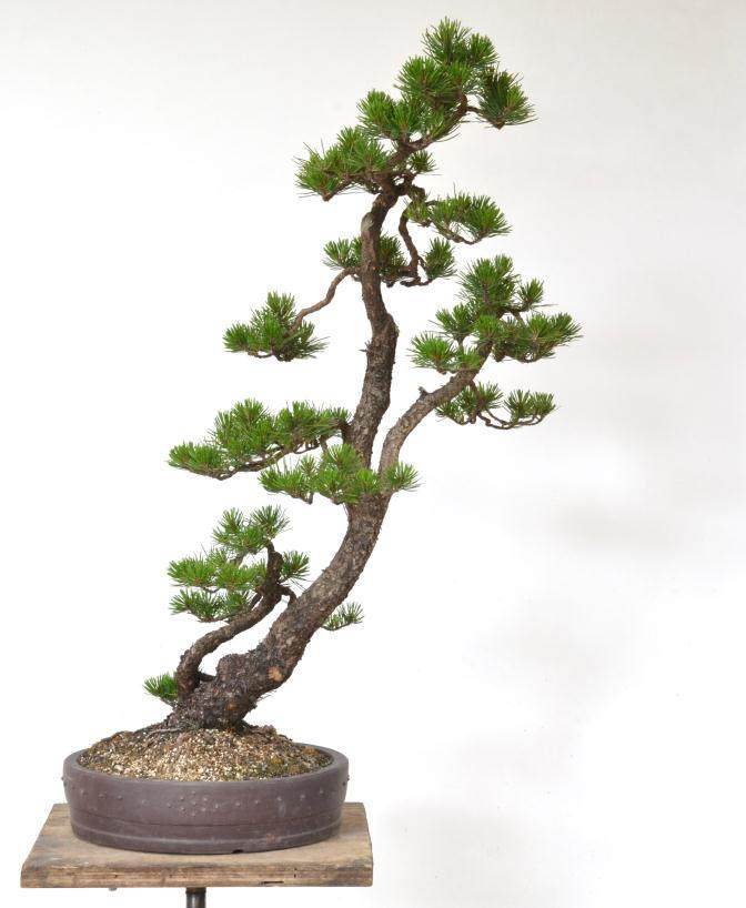 景观客房对岸松盆景的再访