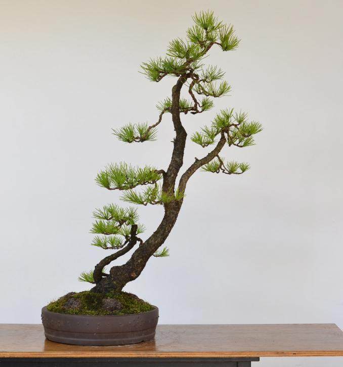 景观客房对岸松盆景的再访