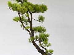 景观客房对岸松盆景的再访