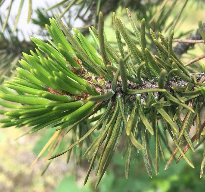 如果松树盆景变成怪异的灰色 可能有蜘蛛螨虫