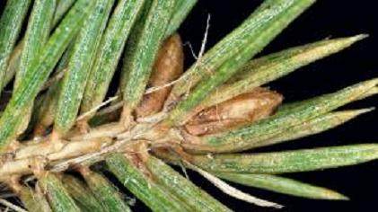 如果松树盆景变成怪异的灰色 可能有蜘蛛螨虫