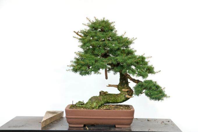 从2012到2018 制作山铁杉盆景的6年历史