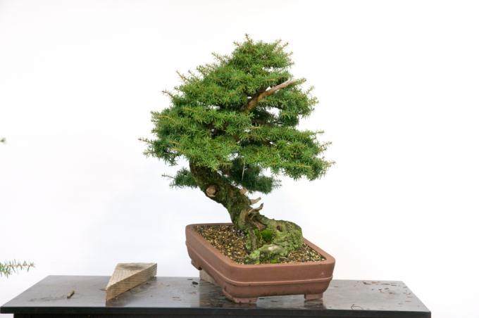 从2012到2018 制作山铁杉盆景的6年历史