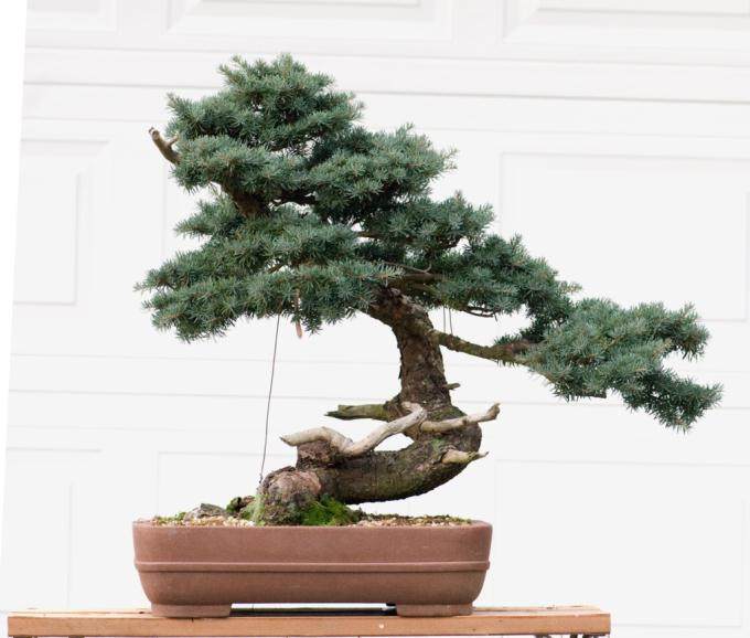 从2012到2018 制作山铁杉盆景的6年历史