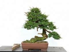 从2012到2018 制作山铁杉盆景的6年历史