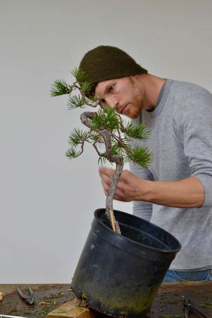 图解 看老外如何给黑松盆景造型