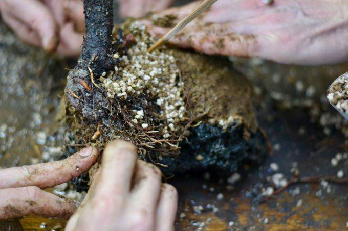 图解 看老外如何给黑松盆景造型