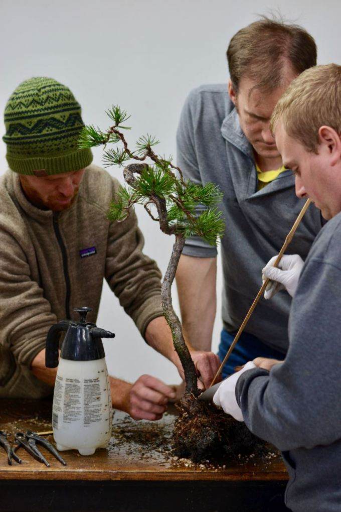 图解 看老外如何给黑松盆景造型