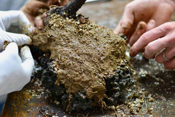 图解 看老外如何给黑松盆景造型