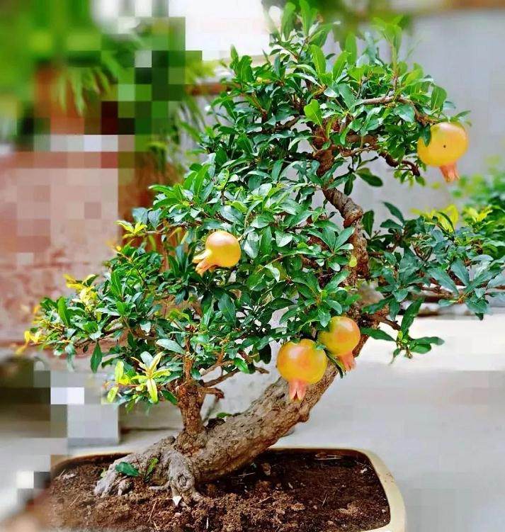 观果类盆景的秋季造型要点