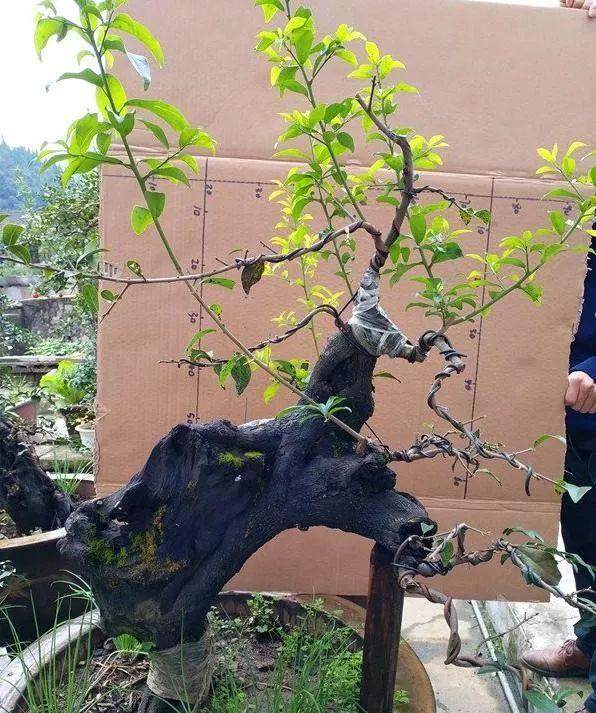 这些怪到出奇的金弹子盆景，看一眼都想买走