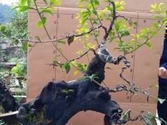 这些怪到出奇的金弹子盆景 看一眼都想买走