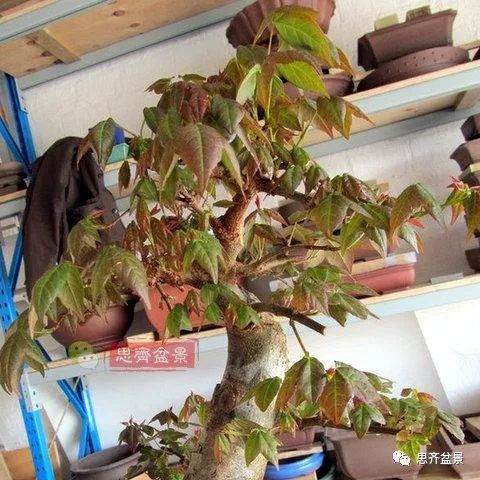 如何用高空压条培养矮霸盆景生根