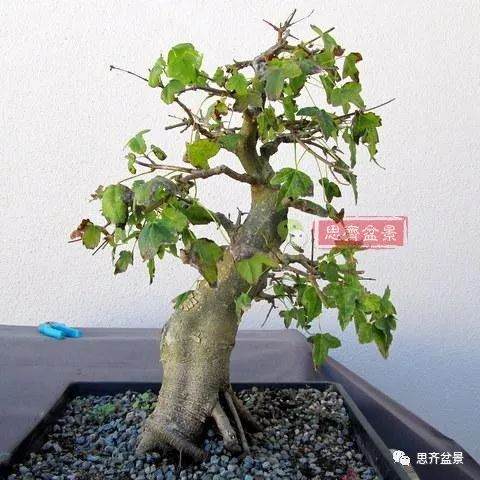 如何用高空压条培养矮霸盆景生根