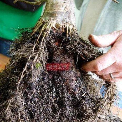 如何用高空压条培养矮霸盆景生根