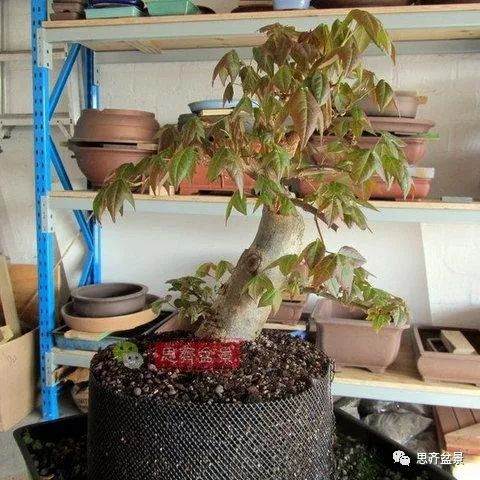 如何用高空压条培养矮霸盆景生根