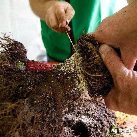 如何用高空压条培养矮霸盆景生根