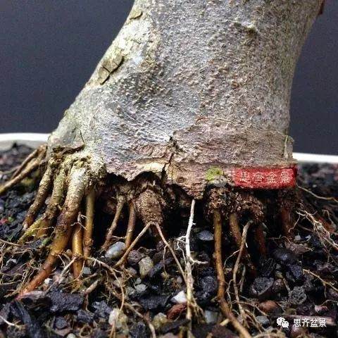 如何用高空压条培养矮霸盆景生根