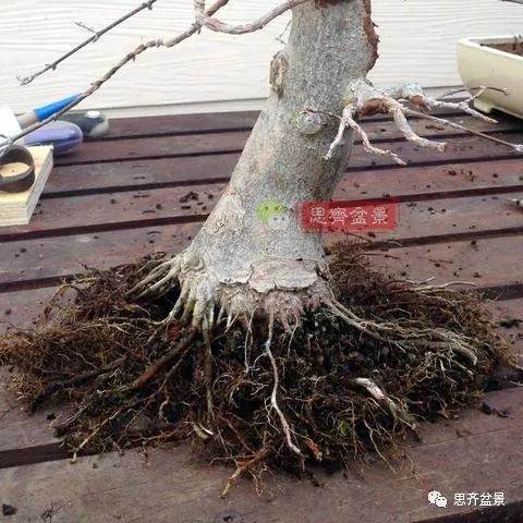 如何用高空压条培养矮霸盆景生根