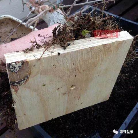 如何用高空压条培养矮霸盆景生根