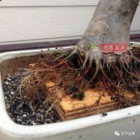 如何用高空压条培养矮霸盆景生根