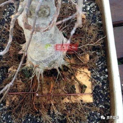 如何用高空压条培养矮霸盆景生根