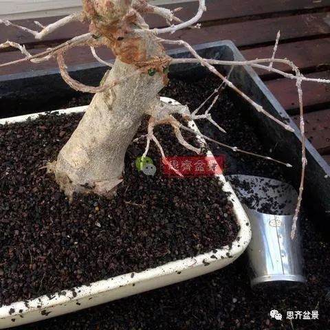 如何用高空压条培养矮霸盆景生根