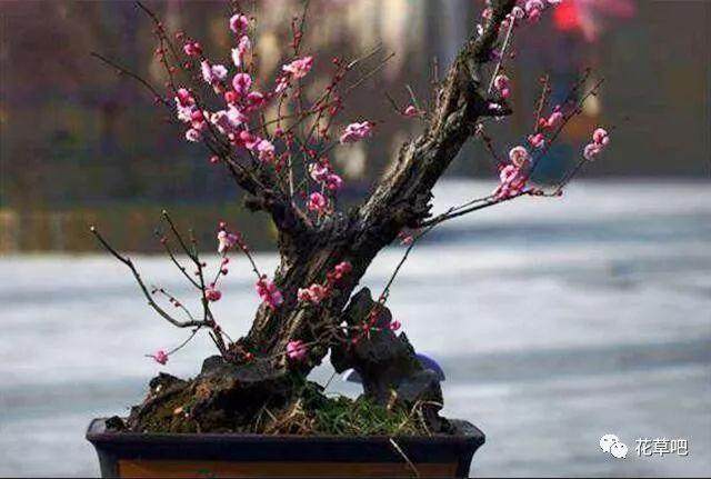 梅花盆景耐旱 过多的水分会伤害到植株的根系
