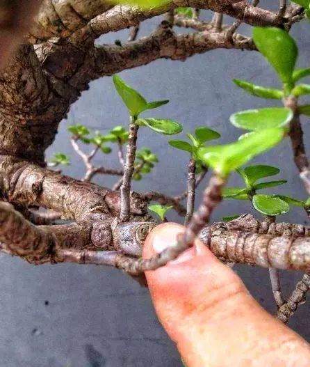 学会这3个技巧 玉树盆景3个月制作成型