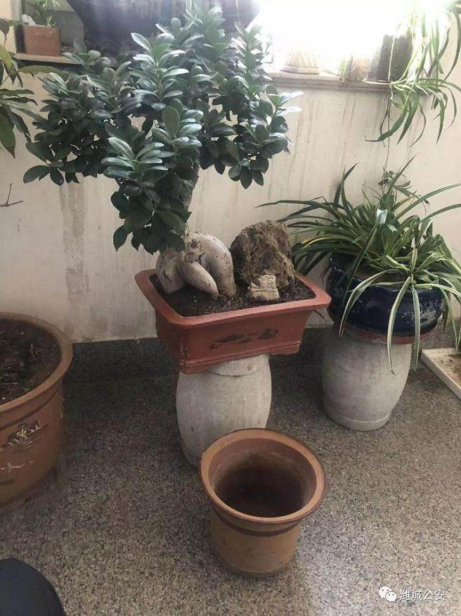 潍城市发生一起榕树盆景被盗窃事件