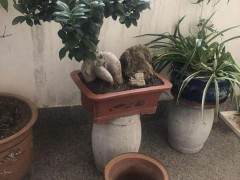 潍城市公安破获一起榕树盆景被盗窃案