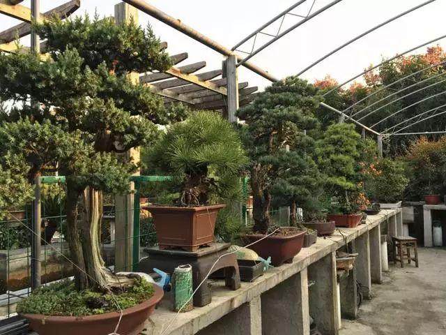 淮安7旬老人用六年时间打造一个私家盆景园