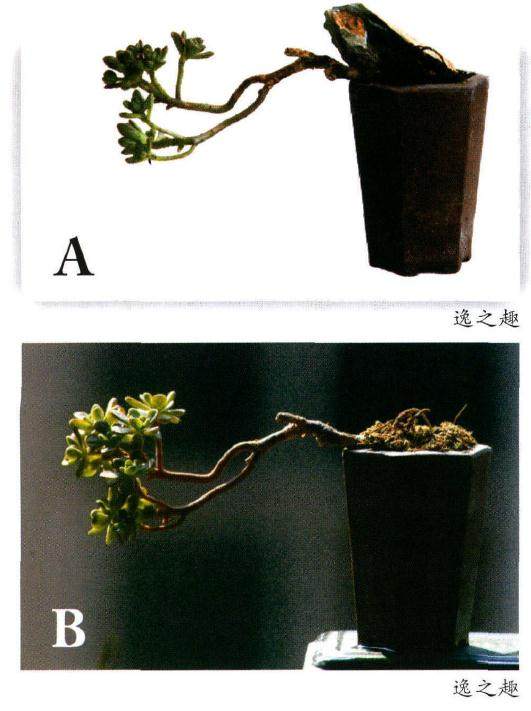 景天科莲花掌属多肉植物的制作方法