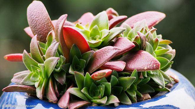 昆明莱克兰农业科技有限公司建立了多肉植物生产基地