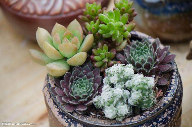 北京多肉植物受到消费者欢迎