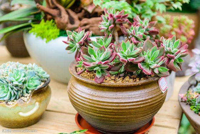 这个营蒲怎么比多肉植物还要贵?