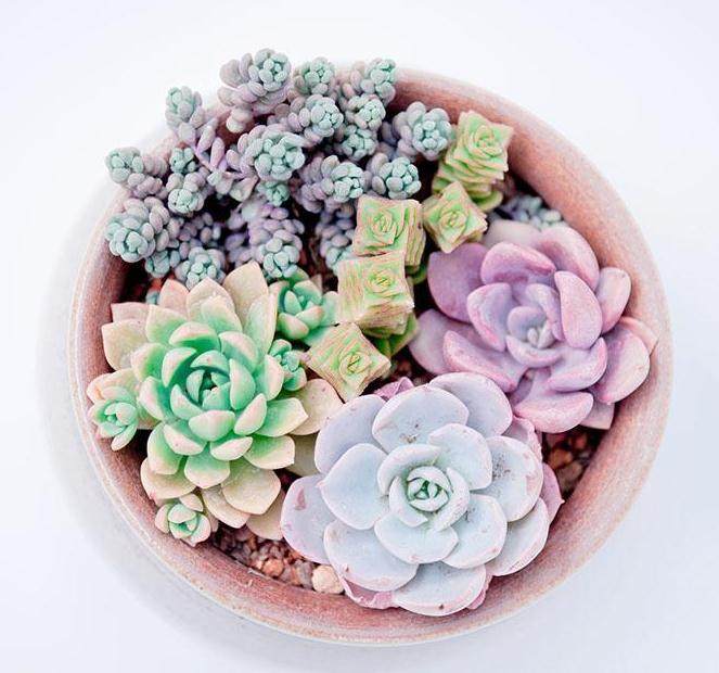 看看这些多肉植物是怎样华丽大变身的?