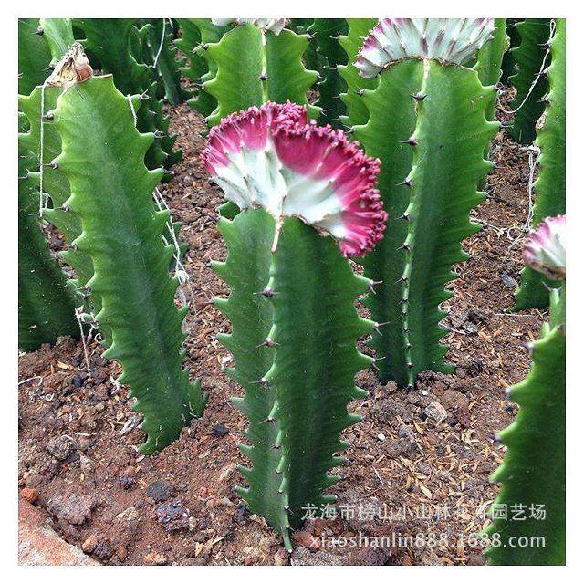 大戟属多肉植物的无性繁殖与有性繁殖