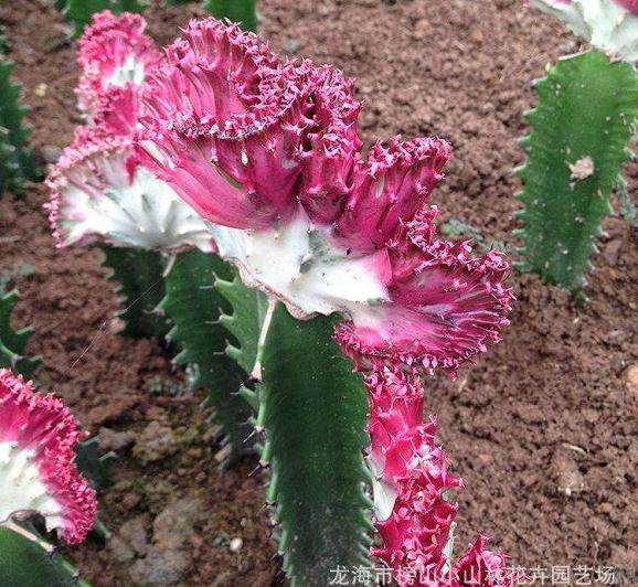 大戟属多肉植物的上盆方法