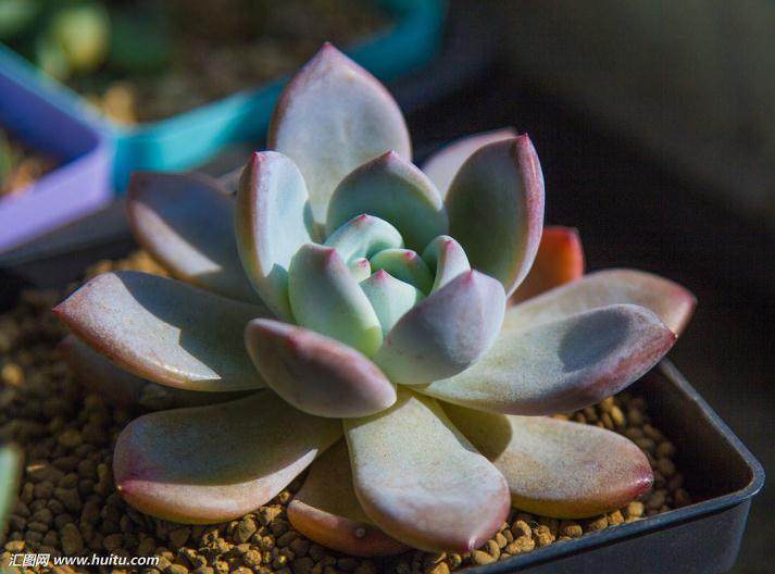 北京阳台多肉植物DIY在园艺中心成功举办