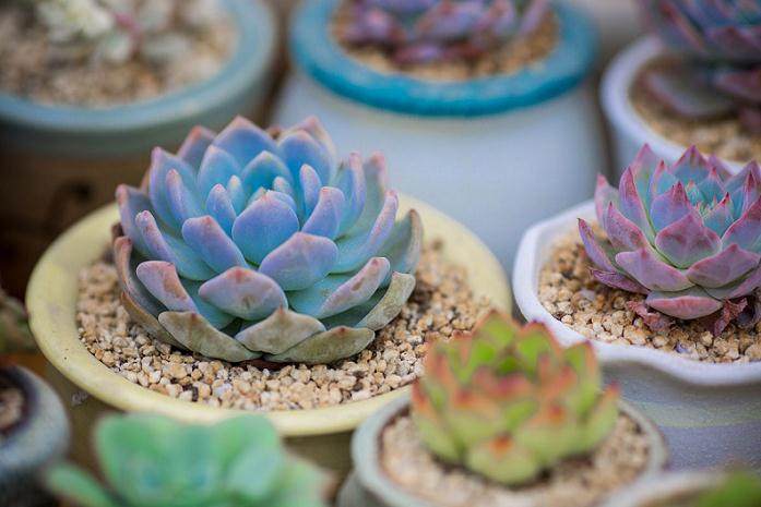 二木多肉防晒与晒伤处理