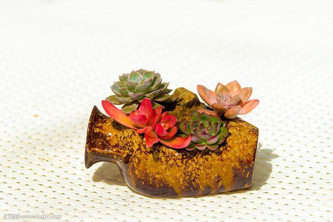 她每天打理那些多肉 根据售卖情况适度移植