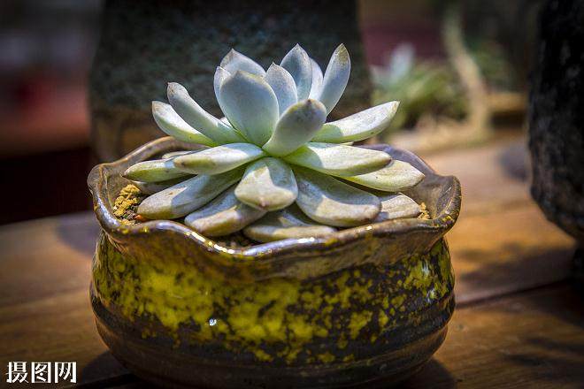 她每天打理那些多肉 根据售卖情况适度移植