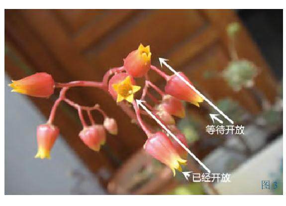 多肉景天科怎么杂交扦插的方法 图片